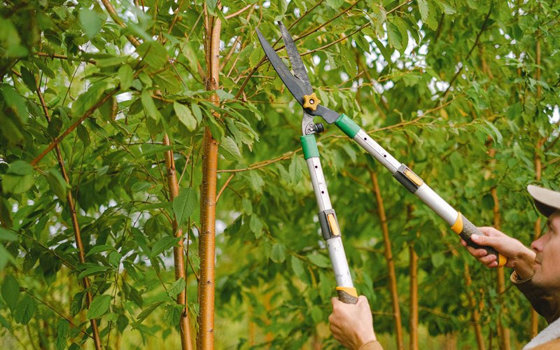 Tree trimming in Ekwok, AK